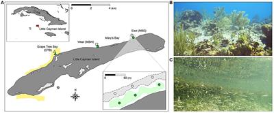 Coral Community Structure and Recruitment in Seagrass Meadows